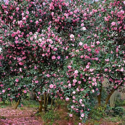 Image showing  3 gal. Camellia Taylors Perfection