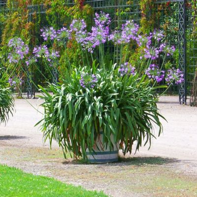 Image showing  1 gal. Agapanthus Ever Amethyst