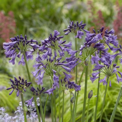 Image showing  1 gal. Agapanthus Ever Amethyst