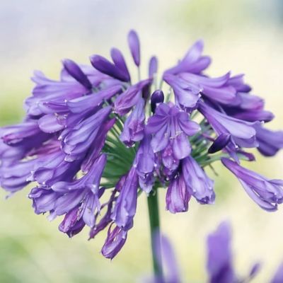 Image showing  1 gal. Agapanthus Ever Amethyst