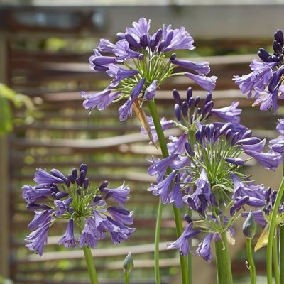 Image showing  1 gal. Agapanthus Ever Amethyst