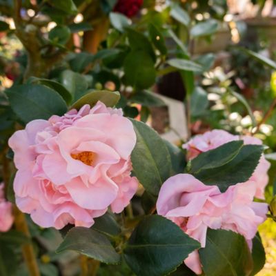 Image showing  3 gal. Camellia High Fragrance