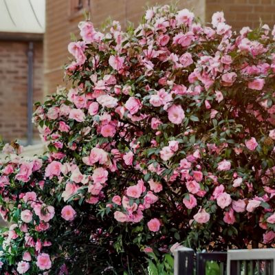 Image showing  3 gal. Camellia High Fragrance