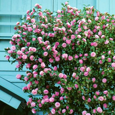 Image showing  3 gal. Camellia Pink Perfection