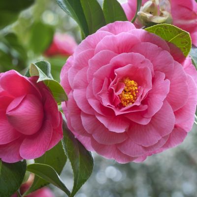 Image showing  3 gal. Camellia Pink Perfection