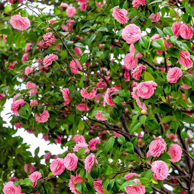 Image showing 6 th National Plant Network 3 gal. Camellia Pink Perfection