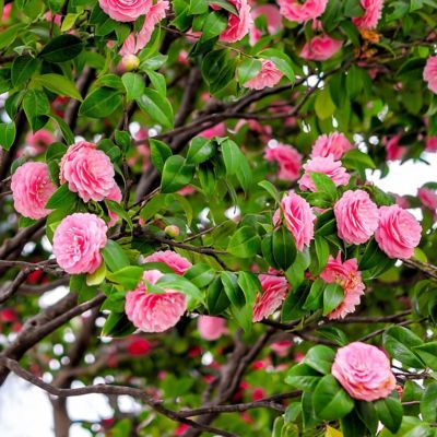 Image showing 7 th National Plant Network 3 gal. Camellia Pink Perfection