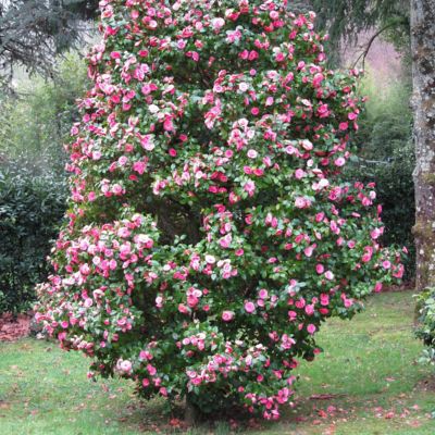 Image showing 8 th National Plant Network 3 gal. Camellia Pink Perfection