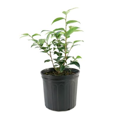 Image showing 9 th National Plant Network 3 gal. Camellia Pink Perfection