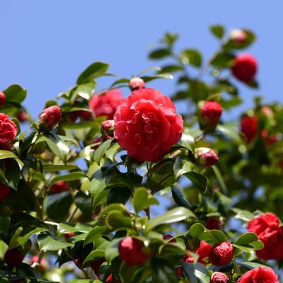 Image showing  3 gal. Camellia Blood of China