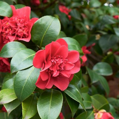 Image showing 5 th National Plant Network 3 gal. Camellia Blood of China
