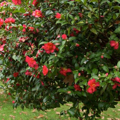 Image showing 6 th National Plant Network 3 gal. Camellia Blood of China