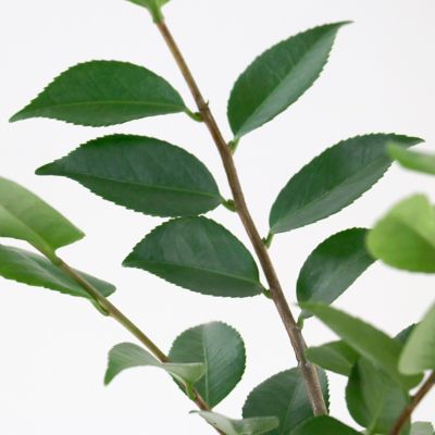 Image showing 8 th National Plant Network 3 gal. Camellia Blood of China