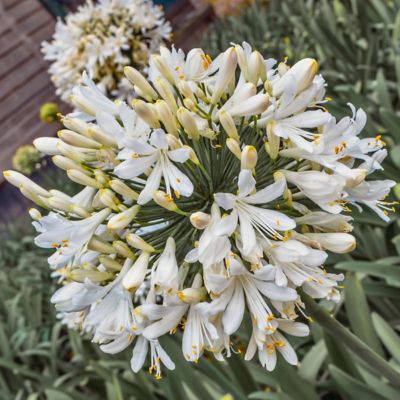 National Plant Network 1 gal. Agapanthus White