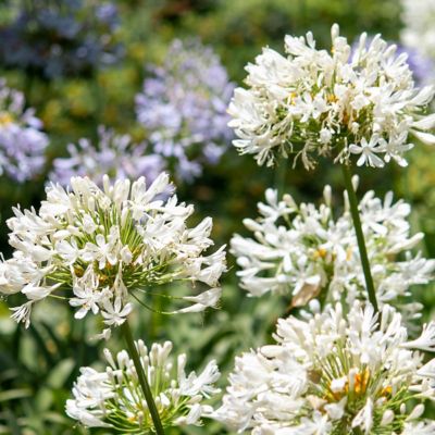 Image showing  1 gal. Agapanthus White
