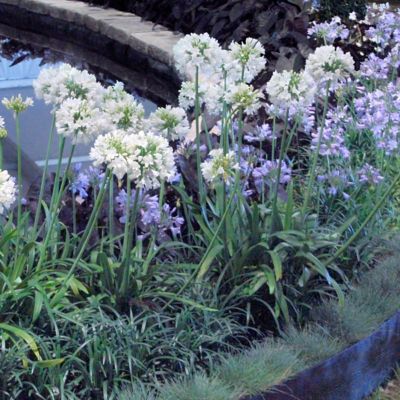 Image showing  1 gal. Agapanthus White