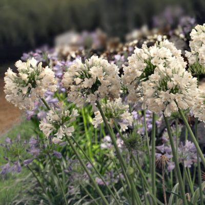 Image showing 5 th National Plant Network 1 gal. Agapanthus White