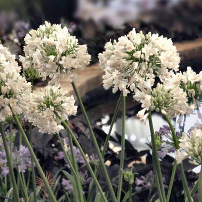 Image showing 6 th National Plant Network 1 gal. Agapanthus White