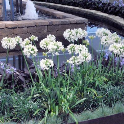 Image showing 7 th National Plant Network 1 gal. Agapanthus White