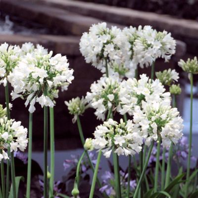 Image showing 8 th National Plant Network 1 gal. Agapanthus White