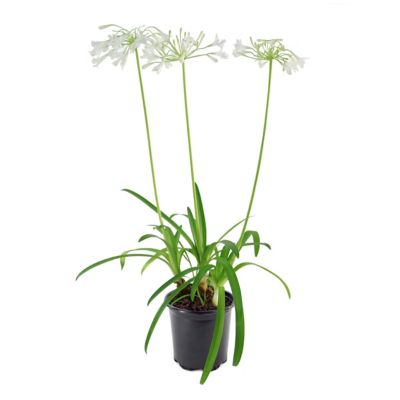 Image showing 9 th National Plant Network 1 gal. Agapanthus White