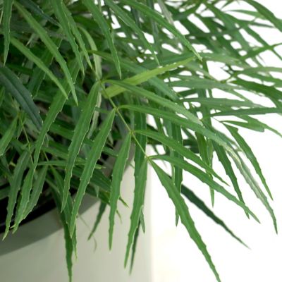 Image showing  3 gal. Mahonia Soft Caress