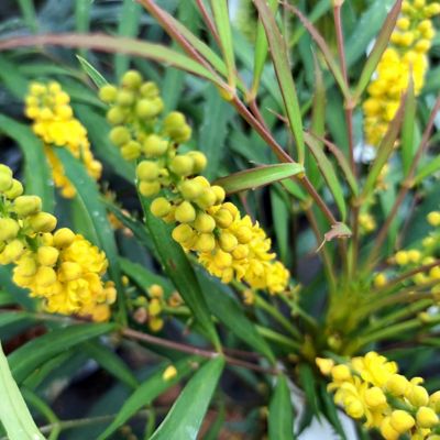 Image showing  3 gal. Mahonia Soft Caress