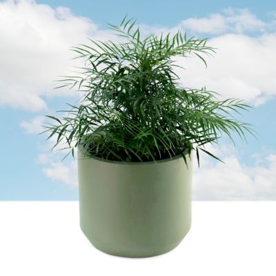 Image showing  3 gal. Mahonia Soft Caress