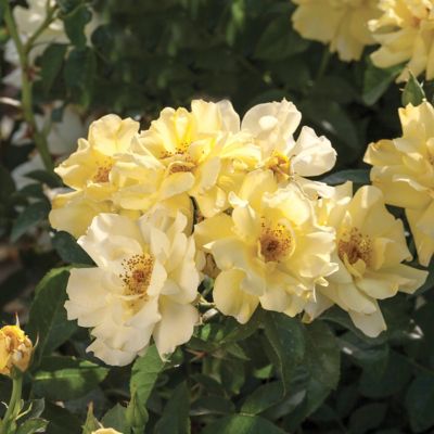 Image showing  3 gal. Drift Rose Lemon