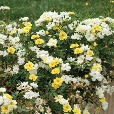 Image showing  3 gal. Drift Rose Lemon