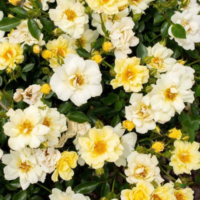 Image showing  3 gal. Drift Rose Lemon