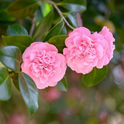 National Plant Network 1 gal. Camellia Debutante
