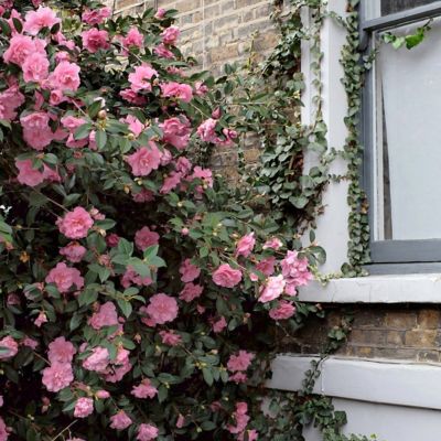 Image showing  1 gal. Camellia Debutante