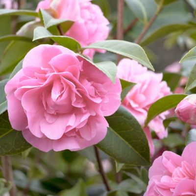 Image showing  1 gal. Camellia Debutante