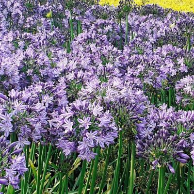 Image showing  1 gal. Agapanthus Ever Star