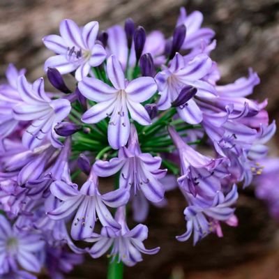 Image showing  1 gal. Agapanthus Ever Star