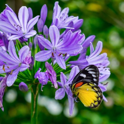 Image showing  1 gal. Agapanthus Ever Star