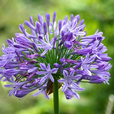 Image showing  1 gal. Agapanthus Ever Star