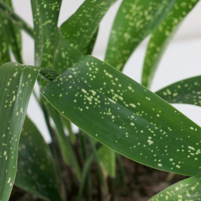 National Plant Network 3 gal. Aspidistra Spek-Tacular