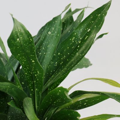 National Plant Network 3 gal. Aspidistra Milky Way
