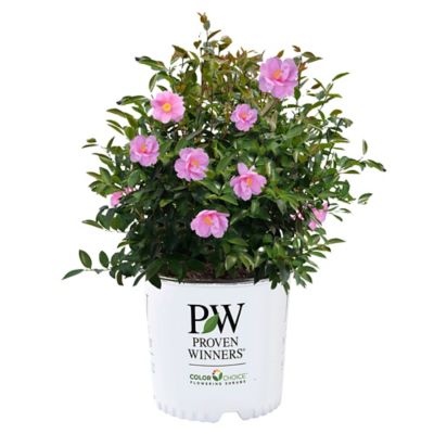 Proven Winners 1 gal. Just Chill Double Mauve Shrub