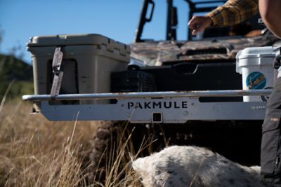 Image showing  Scout with Straight Tongue