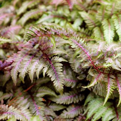 National Plant Network 5.5 in. Red Painted Fern