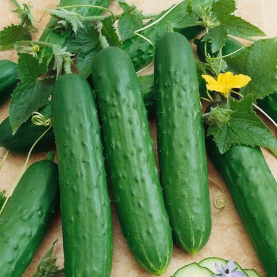 National Plant Network 6.1 in. Cucumber Healthy Seed Grow Kit