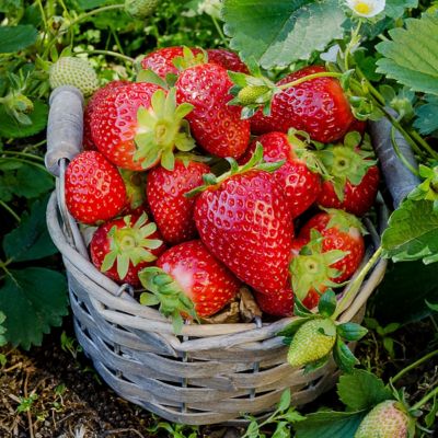 National Plant Network 6.1 in. Strawberry Healthy Seed Grow Kit
