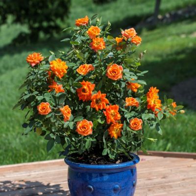 Image showing  2 gal. Sunblaze Amber Rose