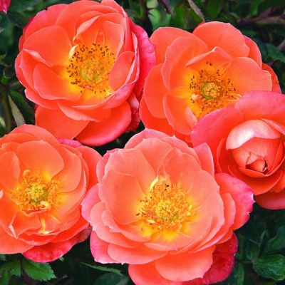 Image showing  2 gal. Sunblaze Amber Rose