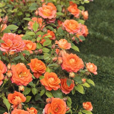 Image showing  2 gal. Sunblaze Amber Rose