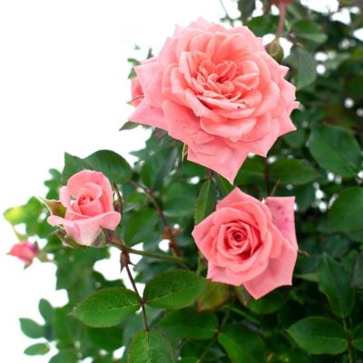 National Plant Network 2 gal. Cupcake Rose