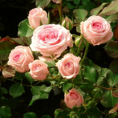 Image showing  2 gal. Cupcake Rose